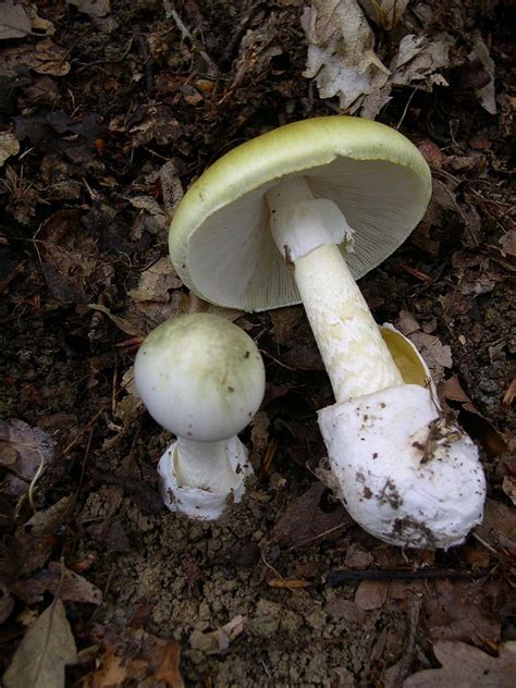 mushroom poisoning leongatha